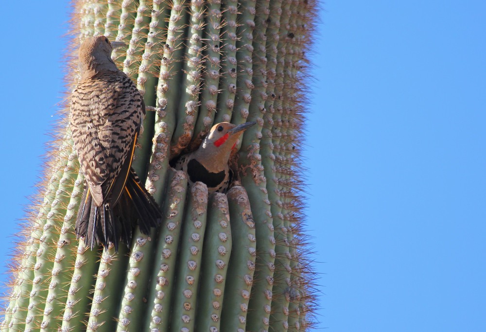 Gilded Flickers (Colaptes chrysoides) at nest hole in Saguaro cactus (Carnegiea gigantea).