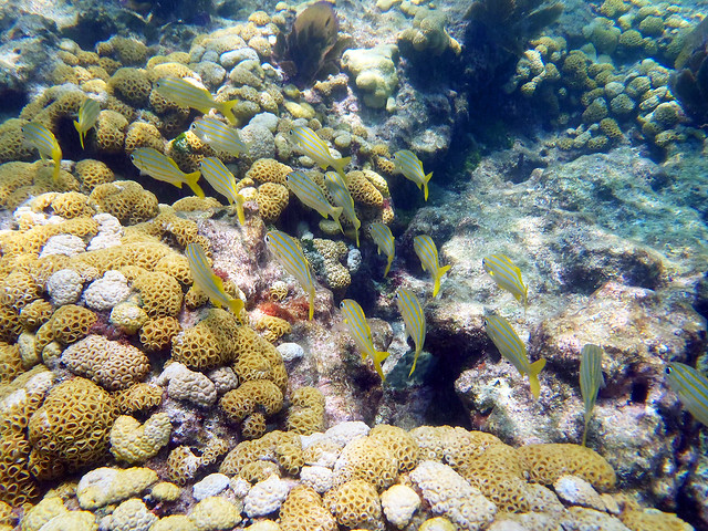 yellow fish coral 0433