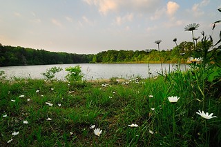 Commissioner's Lake Daisies (DSH_2683)