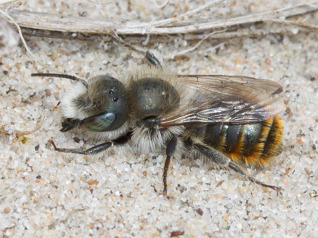 Osmia aurulenta (Gold-fringed mason bee)