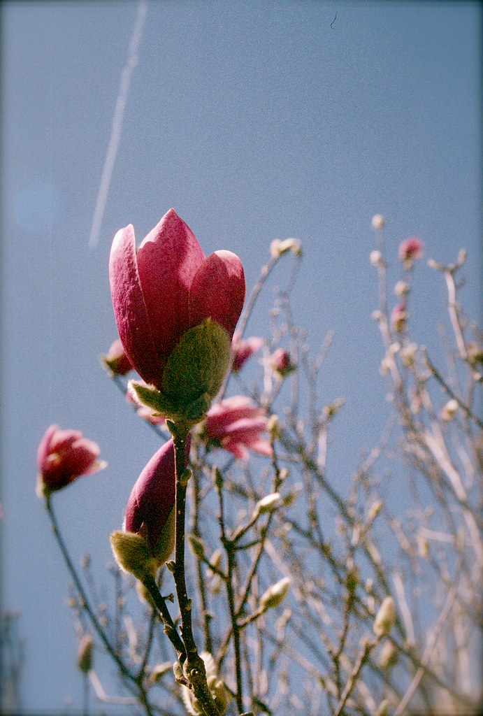 Magnolias in the Sun