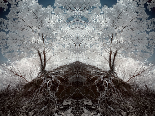 trees white lake abstract leaves landscape ir manhattan ks roots infrared kansas mirrored tuttlecreeklake