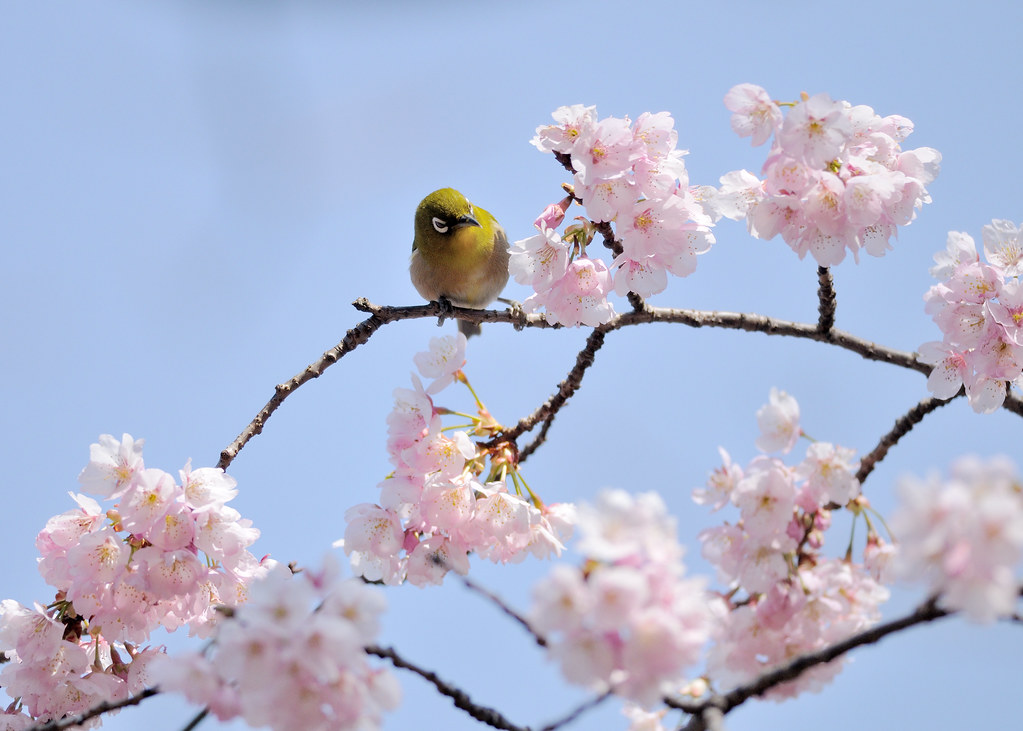 寒桜と目白 メジロ 学名 Zosterops Japonicus 英名 Japanese White Eye 寒桜 Flickr