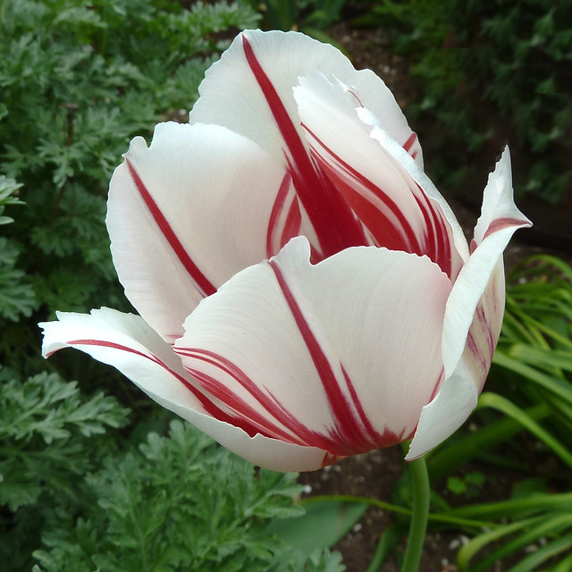 tulip-redwhite1
