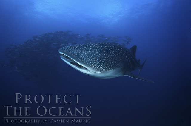 Coco Island - A whale shark on Alcyone