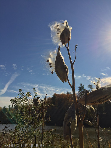 Beebe Lake milkweed in the wind (October 2015)