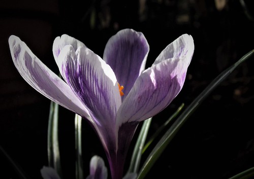 Spring Crocus | by noordpool