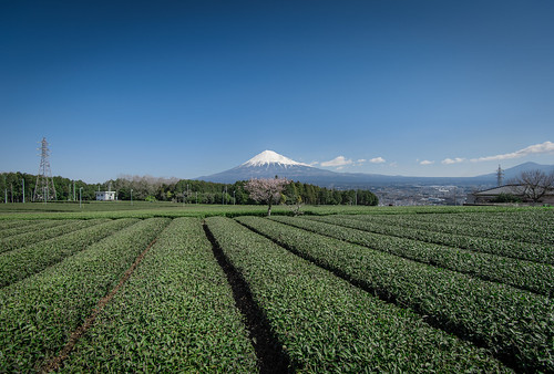 japan day bluesky clear fujisan ume shizuoka mtfuji teaplant