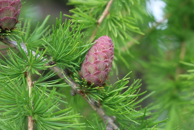 Cembra pine  (Pinus cembra)