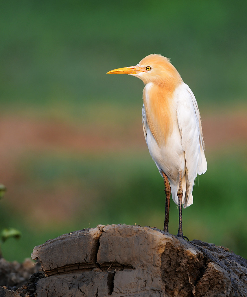 Tagak Cattle Egret in Breeding Plumage | Bubulcus ibis or Cattle E… | Flickr