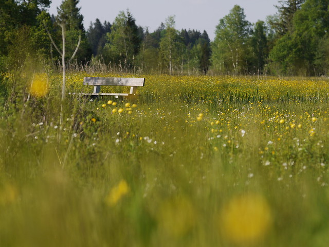 Bank Bench Seat Seating Sitzen Sit Wiese Feld Nature Outdoors