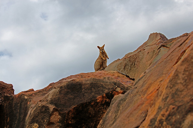 Purple-necked Rock Wallaby