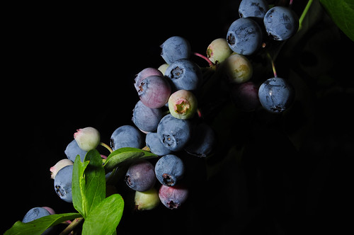 Day 156 - The Blueberry Bush by Creative_Light_Photography