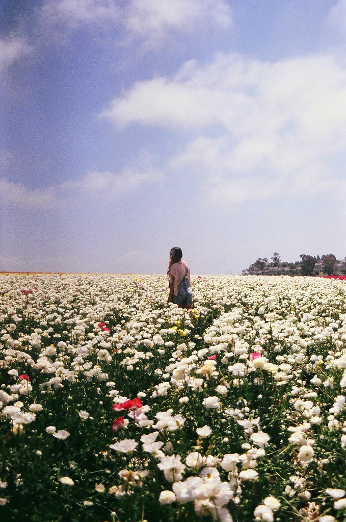 frolicking in flower fields with tina | fauxly | Flickr