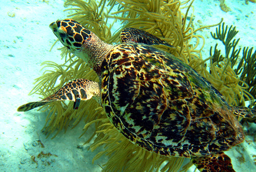 bonaire
