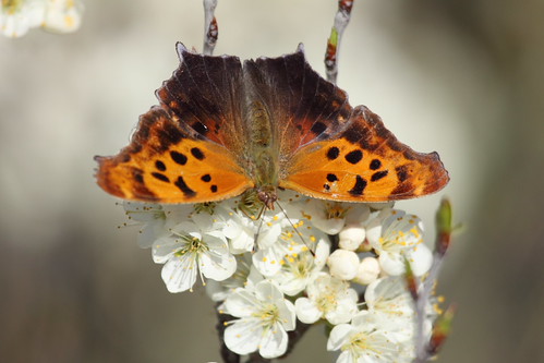 Question Mark | by Peter Burke