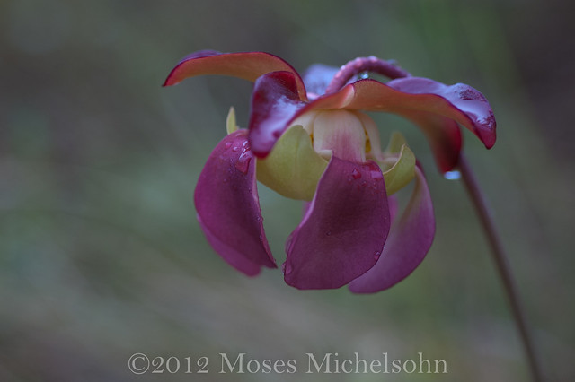 Sarracenia purpurea - Brunswick County, North Carolina, United States of America