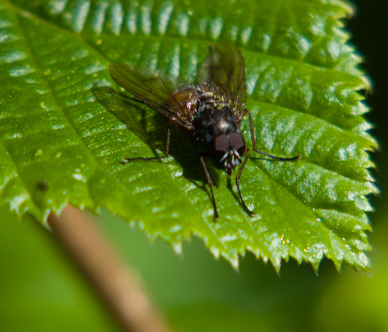 Fly on a leaf