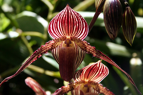 Kinabalu Park