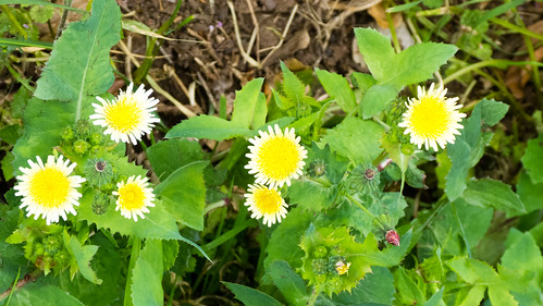 Sow thistle flowers