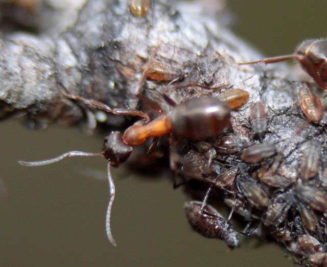 Narrow-headed ant Formica exsecta and aphids