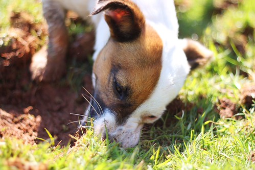 Dexter digging | by rehodnett22
