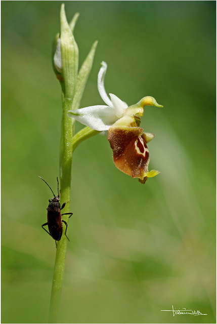 Ophrys holosericea e ospite.