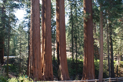 forest redwood