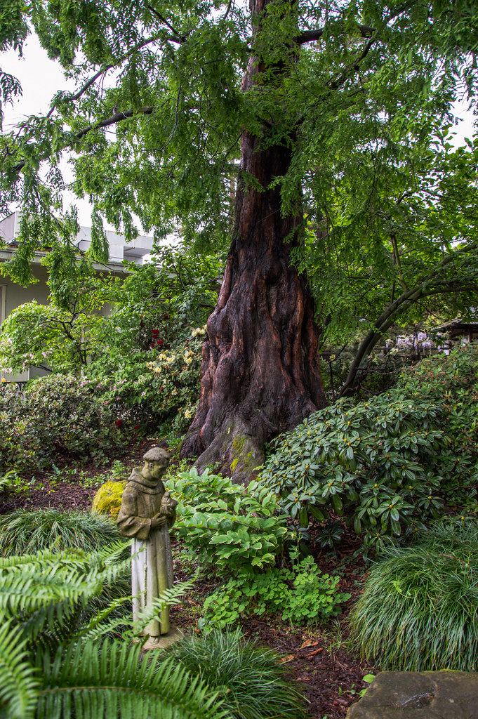 Dawn Redwood Metasequoia Glyptostroboides The Gardens Flickr
