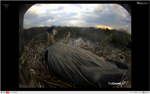 blue male heron webcam lab university great cornell ornithology birdcam nestcam