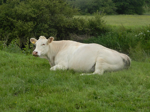 Cow by the Ouse Uckfield to Lewes