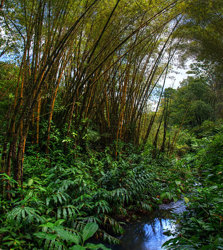 statepark hawaii bamboo bigisland hilo akakafalls