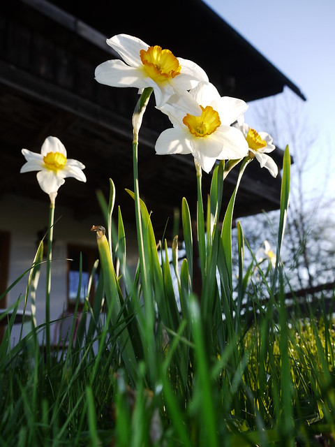 Daffodil Flower Blume Narzisse Osterglocke Spring Frühling