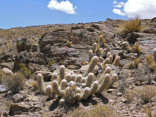 2004 latinamerica cacti flickr desert bolivia bol potosi gpsapproximate