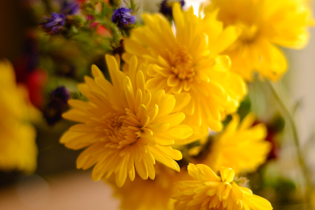 I've got sunshine on a cloudy day 82/365 | Just some indoor … | Flickr