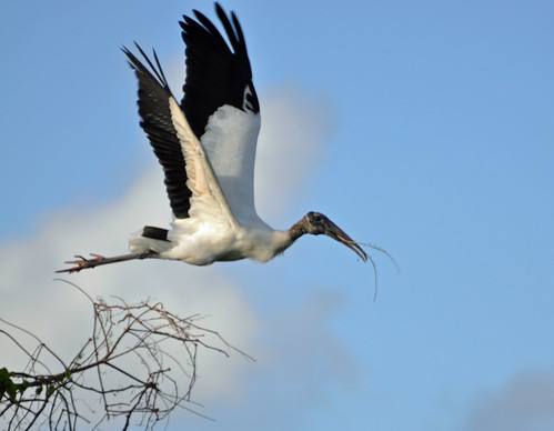 woodstork takeoff669 | by Deanna Carter