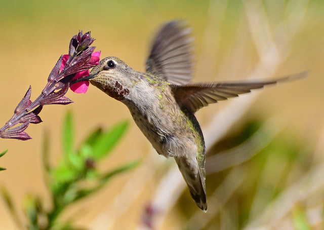 Hummingbird sipping nectar from flower 2