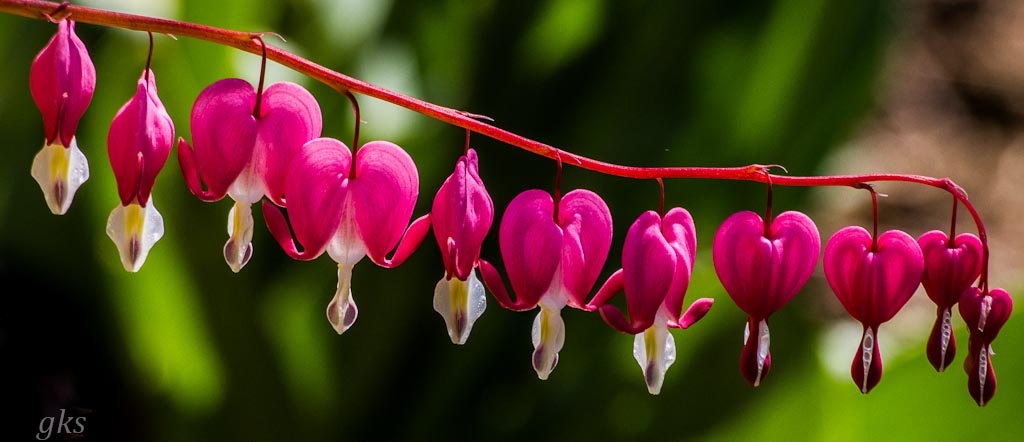11 bleeding hearts,VanDusen Botanical Gardens , Vancouver