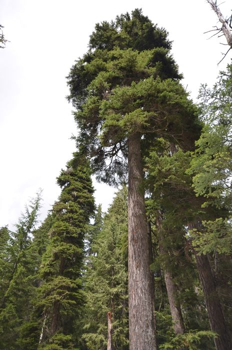 Giant Mountain Hemlocks - Cypress Provincial Park, West Vancouver, British Columbia, Canada.