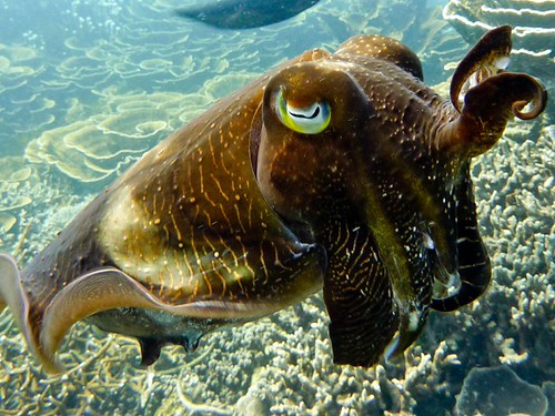 Diving Malesia