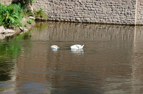 Swans preening after mating