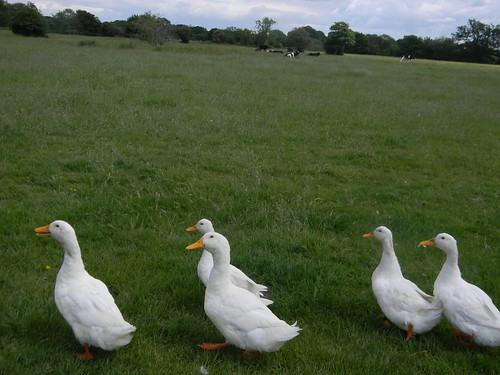 Pekin ducks Uckfield to Lewes