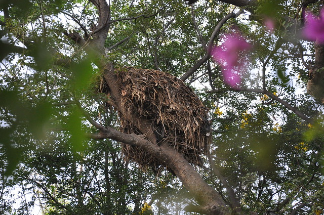 Hamerkop nest
