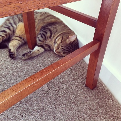 With all these glass walls, I try to find cozy places to nap out of the sun. #tgwmeowbox #snuglife #MiucciaCat #MiucciaCat #cat #instacat #instapet #cats #kitty #kittens #instapet #catstagram #petstagram #furbaby #lazycat #catnap #catsofinstagram #meow | by MiucciaCat