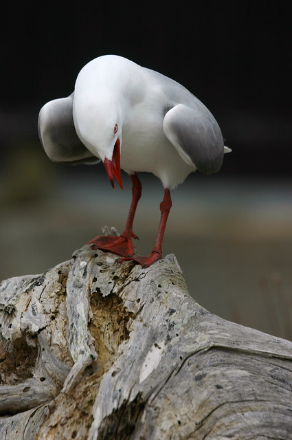 My Log!!!! Red-billed Gull Chatham Island New Zealand