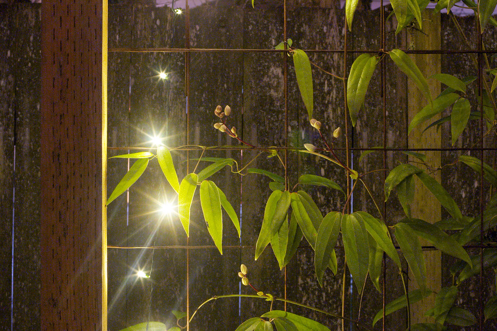 Night Plants