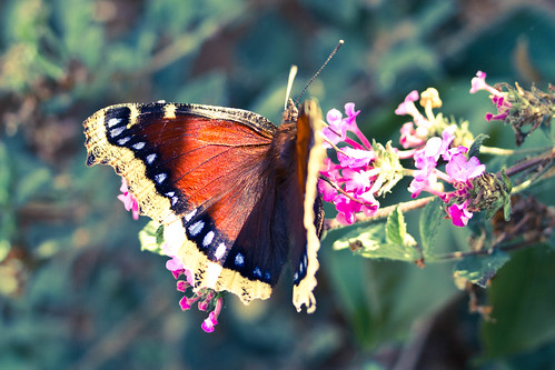 beautiful butterfly camberwellbeauty eos60d julieswansonphotography