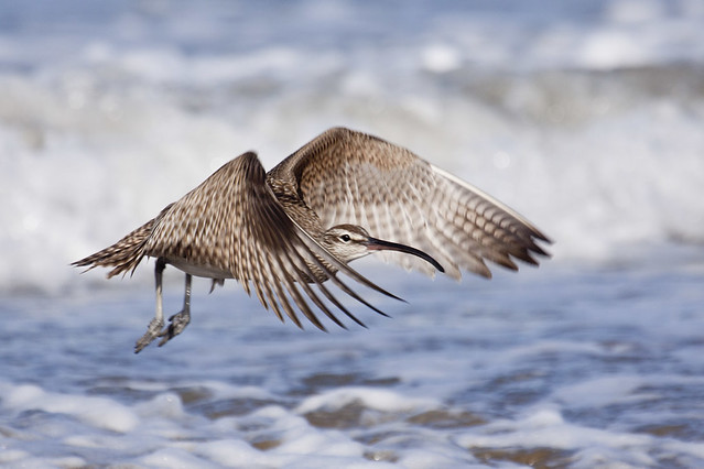 Whimbrel Taking Off Over Ocean