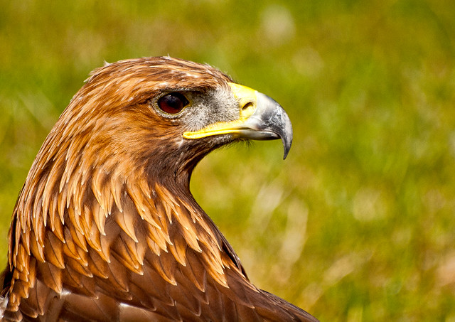 the 2009 International Festival of Falconry at Englefield House, Berkshire