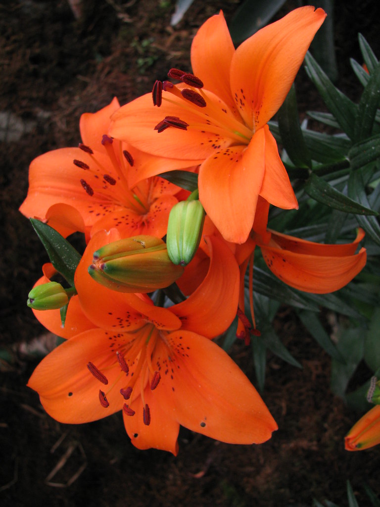 Flower Greenhouse